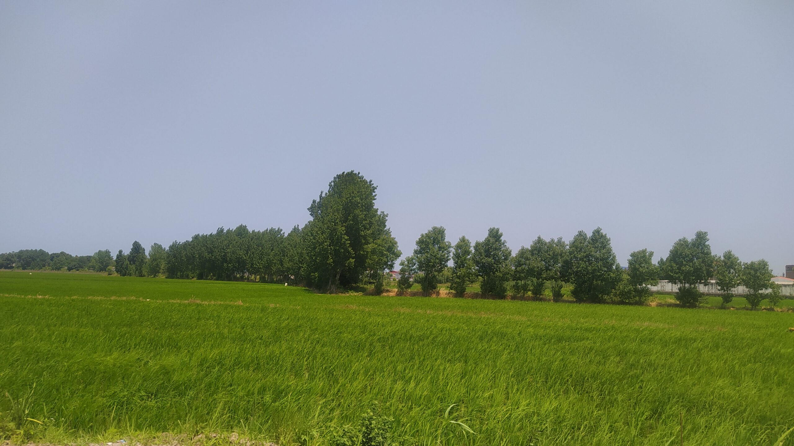 زمین ویو جنگل و ساحل