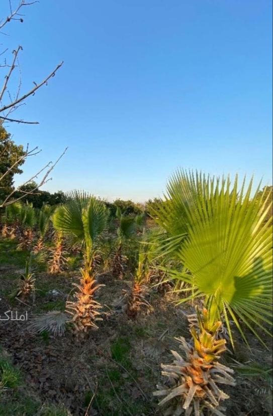 زمین 200 متری/شهرکی/سرمایه گذاری
